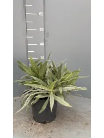 Echium fastuosum 16 V. 16 cm - Riviera Quality Società Agricola Cooperativa