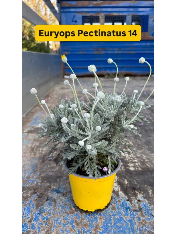 Euryops pectinatus 14 V. 14 cm - Riviera Quality Società Agricola Cooperativa