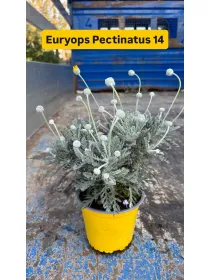 Euryops pectinatus 14 V. 14 cm - Riviera Quality Società Agricola Cooperativa