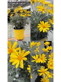 Euryops pectinatus 18 V. 18 cm - Riviera Quality Società Agricola Cooperativa