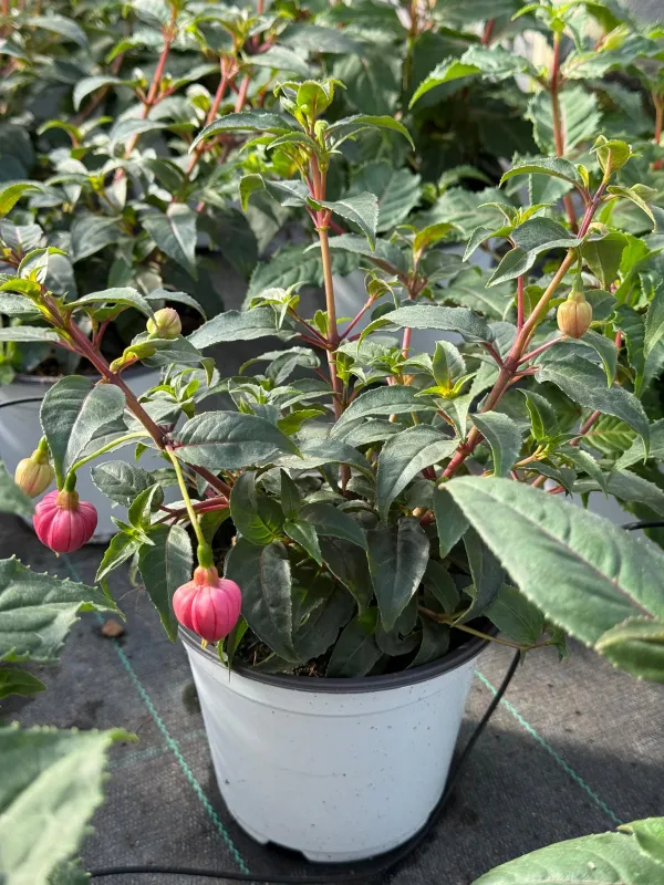 Fuchsia 14 V. 14 cm - Riviera Quality Società Agricola Cooperativa