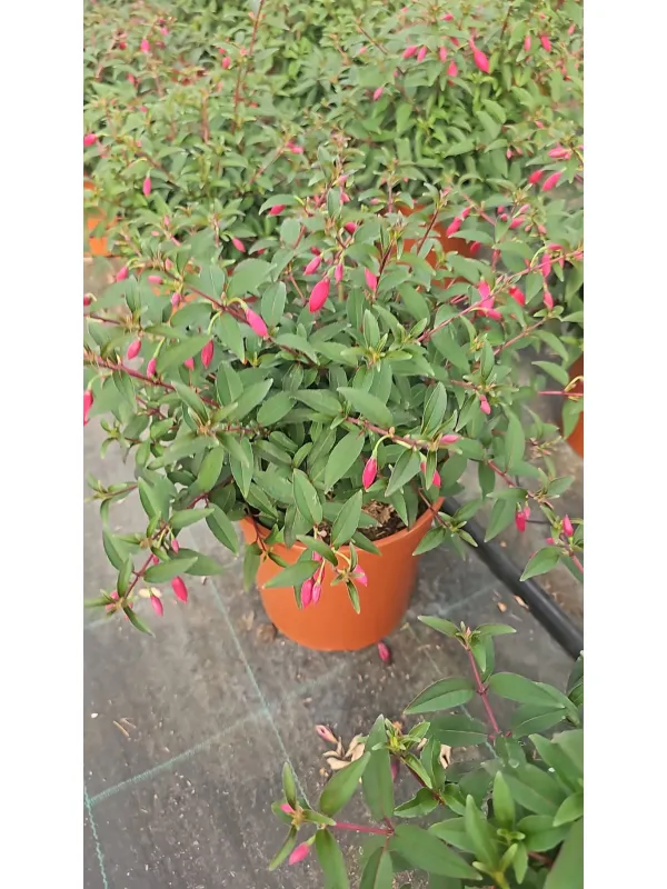 Fuchsia 18 V. 18 cm - Riviera Quality Società Agricola Cooperativa