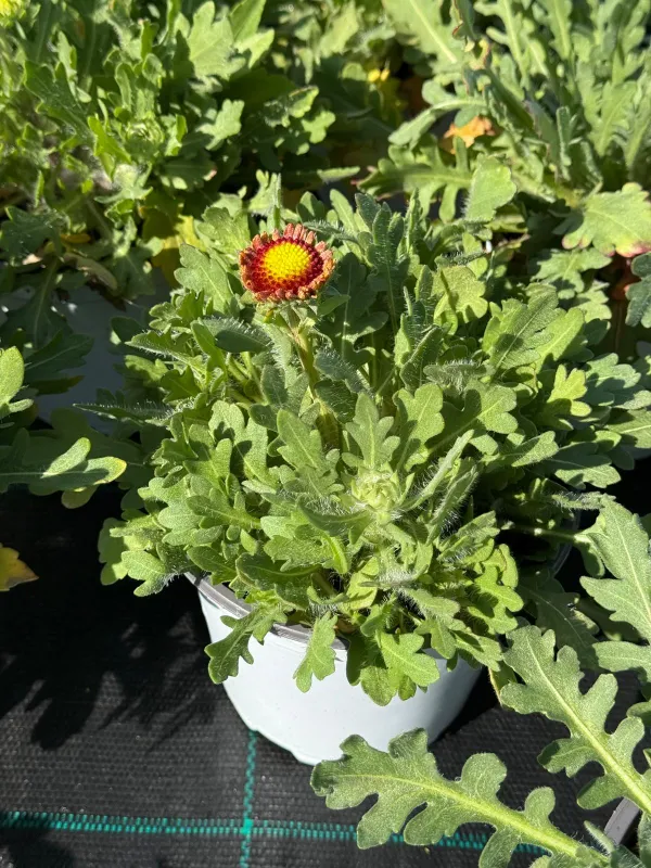 Gaillardia 14 V. 14 cm - Riviera Quality Società Agricola Cooperativa