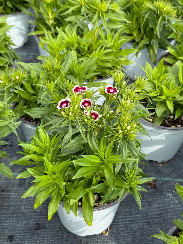 Garofanino 'del poeta' 14 V. 14 cm - Riviera Quality Società Agricola Cooperativa