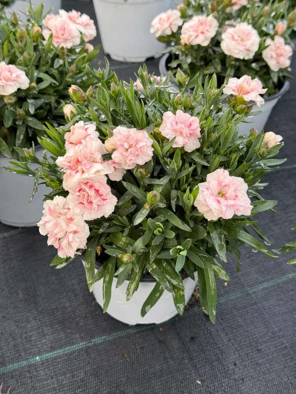 Garofanino 'dinetta' 14 V. 14 cm - Riviera Quality Società Agricola Cooperativa