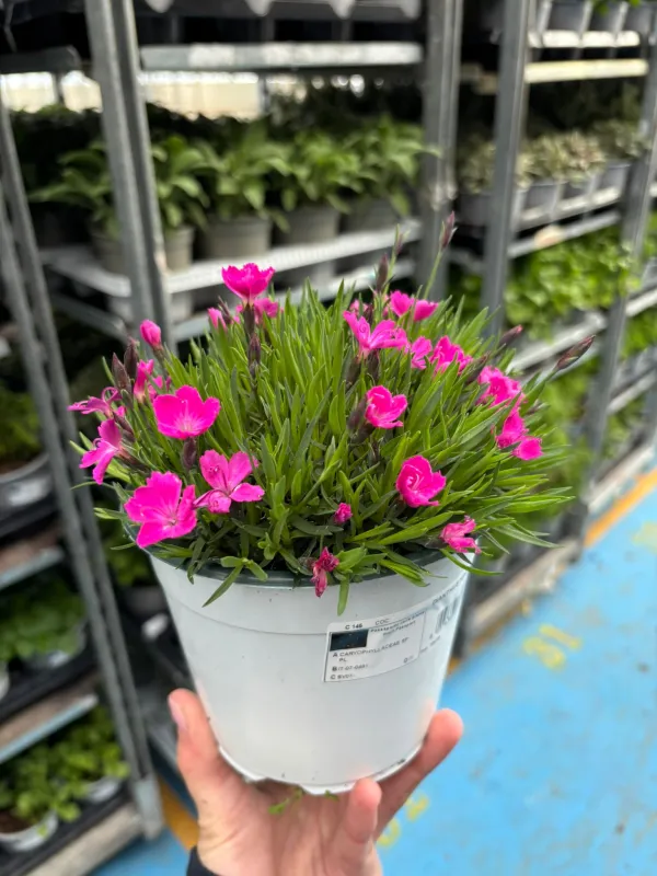 Garofanino 'kahori' 14 V. 14 cm - Riviera Quality Società Agricola Cooperativa