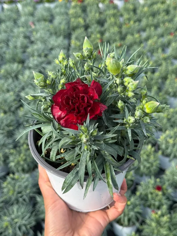 Garofanino 'menorca' 14 V. 14 cm - Riviera Quality Società Agricola Cooperativa