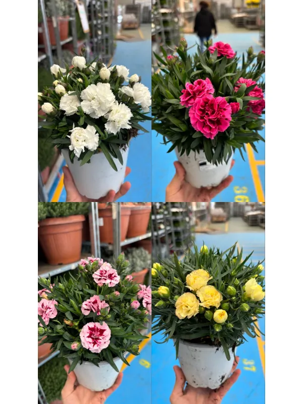 Garofanino 'oscar' 14 V. 14 cm - Riviera Quality Società Agricola Cooperativa