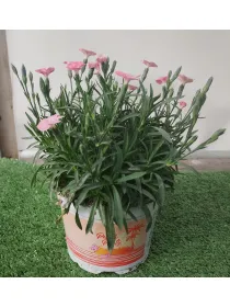 Garofanino 'peach party' 12 V. 12 cm - Riviera Quality Società Agricola Cooperativa