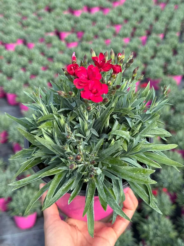 Garofanino 'peman' 14 V. 14 cm - Riviera Quality Società Agricola Cooperativa