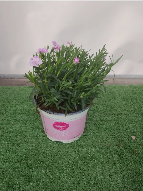 Garofanino 'pink kisses' 12 V. 12 cm - Riviera Quality Società Agricola Cooperativa