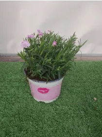 Garofanino 'pink kisses' 12 V. 12 cm - Riviera Quality Società Agricola Cooperativa