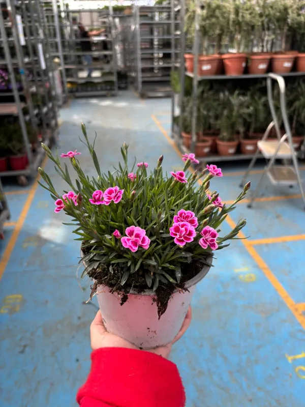 Garofanino 'pink kisses' 14 V. 14 cm - Riviera Quality Società Agricola Cooperativa