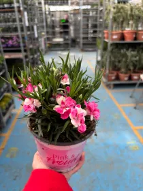 Garofanino 'pink proud' 14 V. 14 cm - Riviera Quality Società Agricola Cooperativa