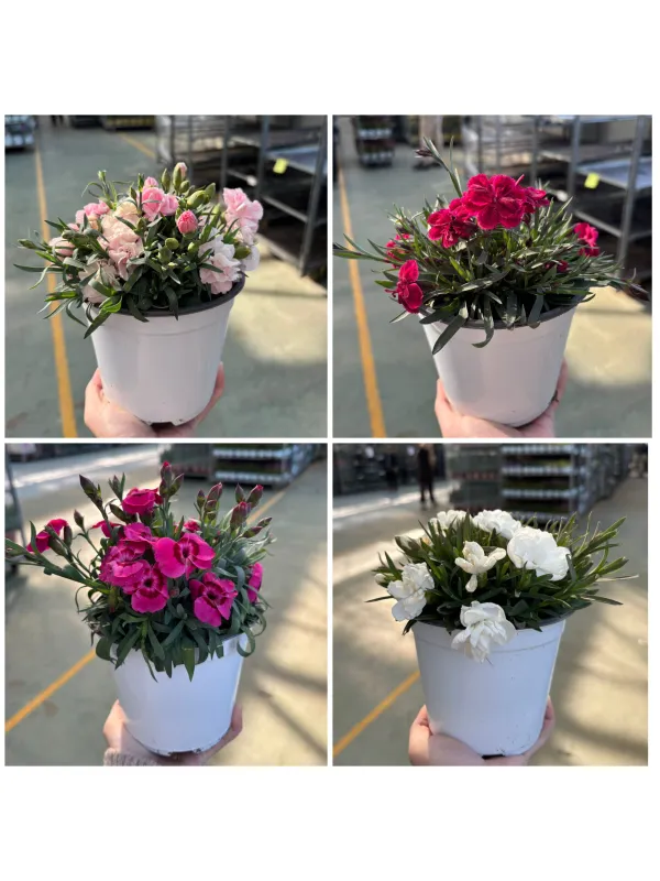 Garofanino 14 V. 14 cm - Riviera Quality Società Agricola Cooperativa