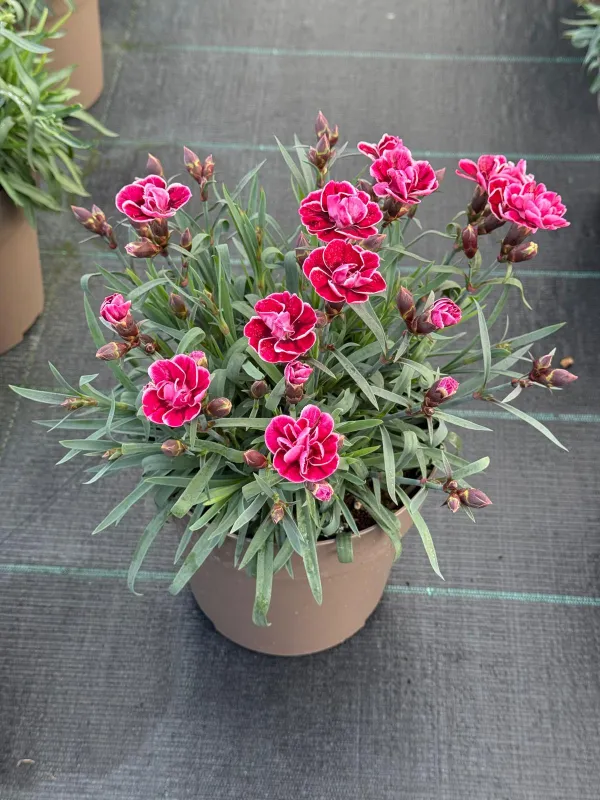 Garofanino capitain 17 V. 17 cm - Riviera Quality Società Agricola Cooperativa