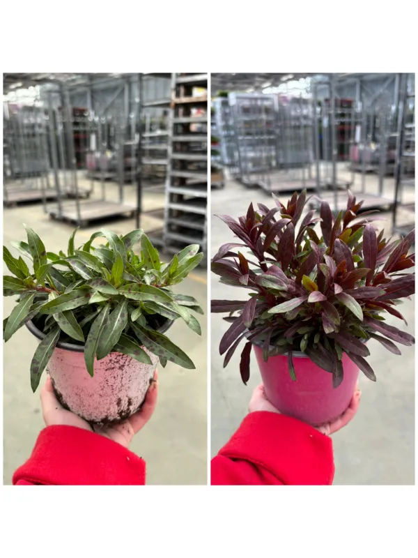 Gaura 14 V. 14 cm - Riviera Quality Società Agricola Cooperativa