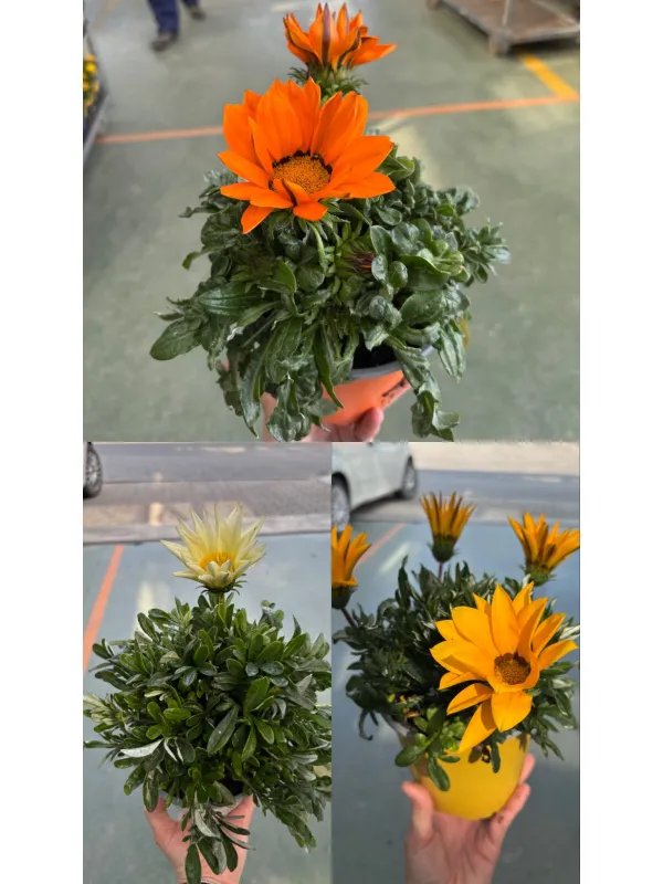 Gazania 14 V. 14 cm - Riviera Quality Società Agricola Cooperativa