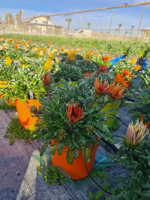 Gazania 18 V. 18 cm - Riviera Quality Società Agricola Cooperativa