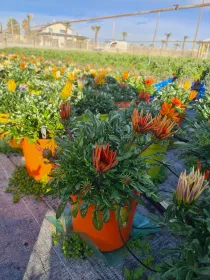 Gazania 18 V. 18 cm - Riviera Quality Società Agricola Cooperativa