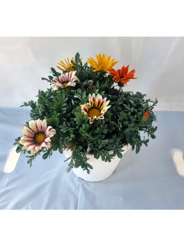 Gazania 25 V. 25 cm - Riviera Quality Società Agricola Cooperativa