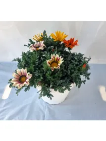 Gazania 25 V. 25 cm - Riviera Quality Società Agricola Cooperativa