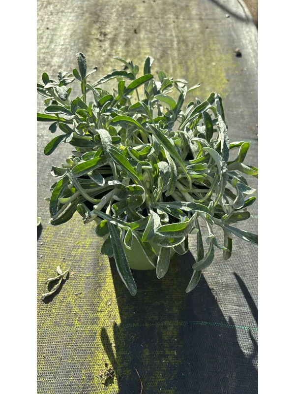 Gazania repens 14 V. 14 cm - Riviera Quality Società Agricola Cooperativa