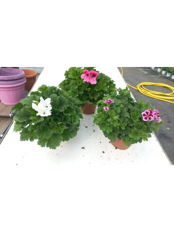 Geranio angel eyes 15 V. 16 cm - Riviera Quality Società Agricola Cooperativa