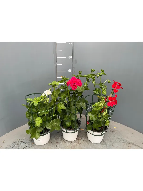 Geranio edera 15/16 plastica V. 15 cm - Riviera Quality Società Agricola Cooperativa