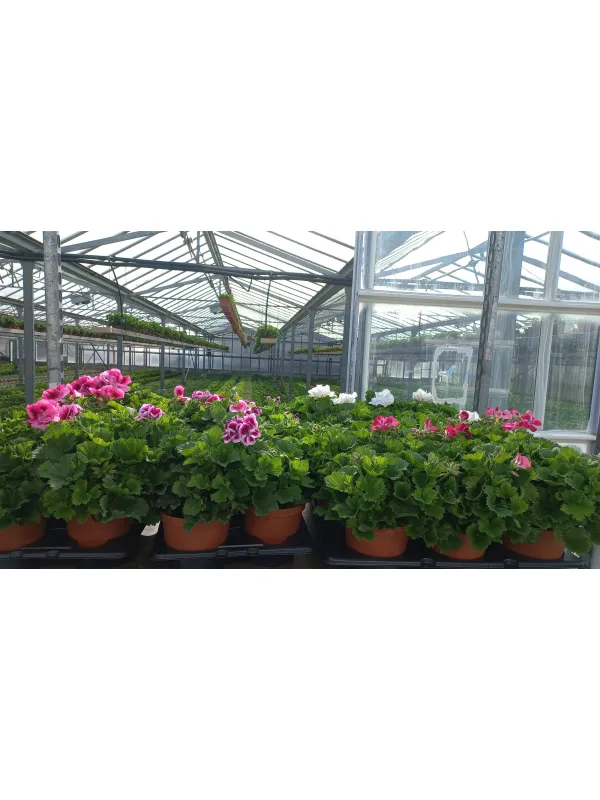 Geranio macranta 15 V. 15 cm - Riviera Quality Società Agricola Cooperativa