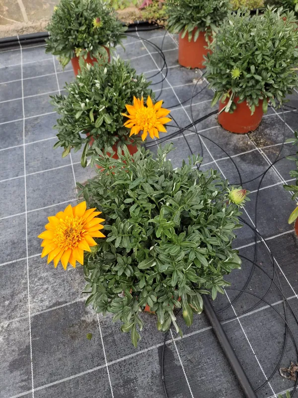 Geranio macranta 18 V. 18 cm - Riviera Quality Società Agricola Cooperativa