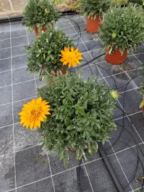 Geranio macranta 18 V. 18 cm - Riviera Quality Società Agricola Cooperativa