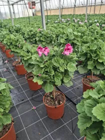 Geranio macranta 18 alberello h.70/80 V. 18 cm - Riviera Quality Società Agricola Cooperativa