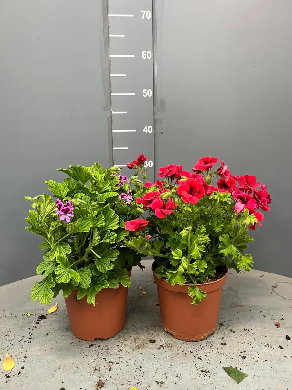 Geranio odoroso 15/16 plastica V. 15 cm - Riviera Quality Società Agricola Cooperativa