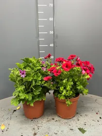 Geranio odoroso 15/16 plastica V. 15 cm - Riviera Quality Società Agricola Cooperativa