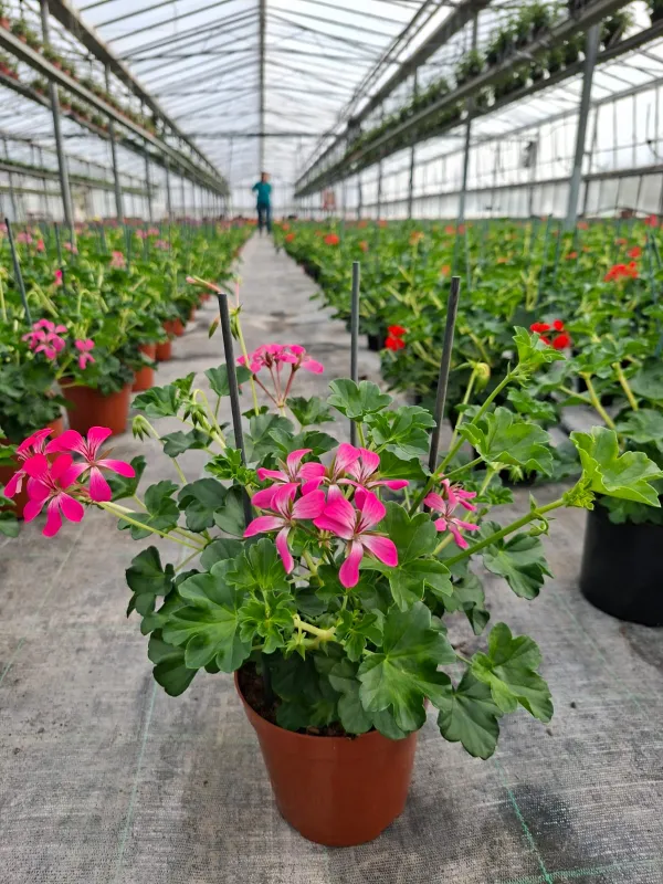 Geranio parigino 15 plastica V. 15 cm - Riviera Quality Società Agricola Cooperativa