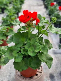 Geranio zonale 15/16 plastica V. 15 cm - Riviera Quality Società Agricola Cooperativa