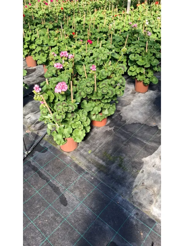 Geranio zonale colonna 20 V. 18 cm - Riviera Quality Società Agricola Cooperativa