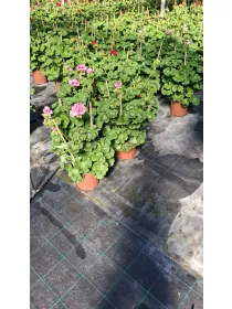 Geranio zonale colonna 20 V. 18 cm - Riviera Quality Società Agricola Cooperativa