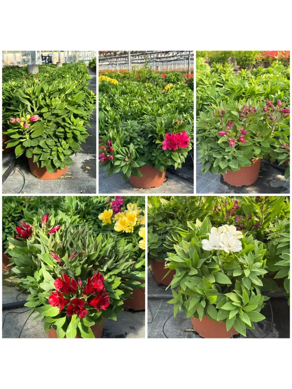 Giglio peruviano 22 V. 22 cm - Riviera Quality Società Agricola Cooperativa