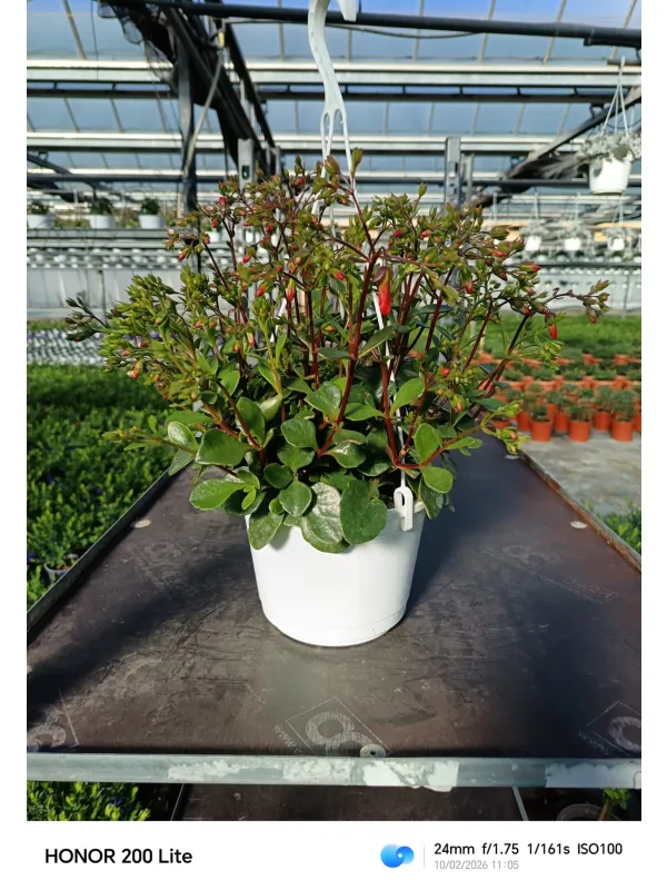 Kalanchoe mix bsk 16 V. 16 cm - Riviera Quality Società Agricola Cooperativa