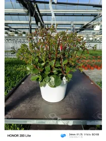 Kalanchoe mix bsk 16 V. 16 cm - Riviera Quality Società Agricola Cooperativa