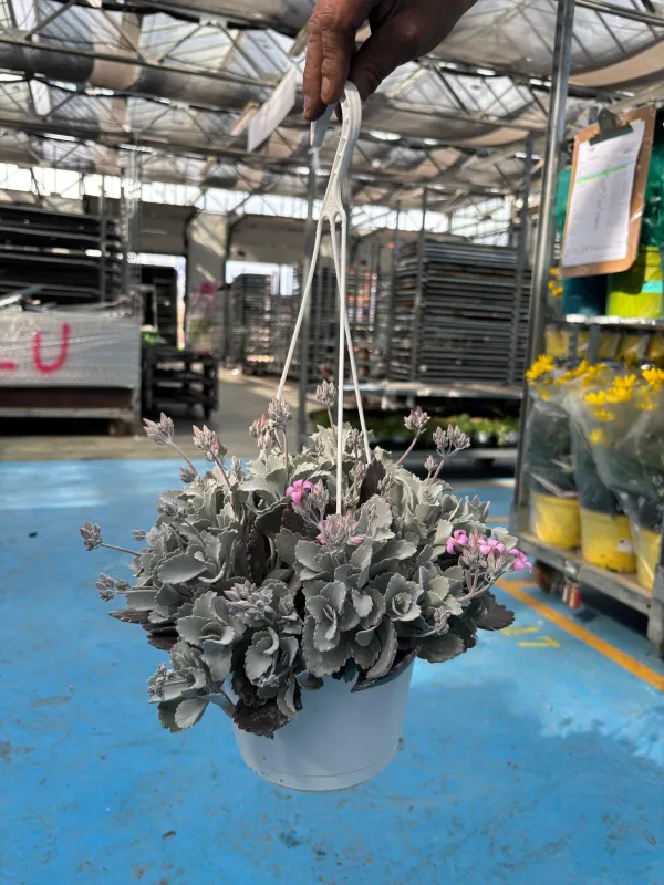 Kalanchoe pumila bsk 16 V. 2 cm - Riviera Quality Società Agricola Cooperativa