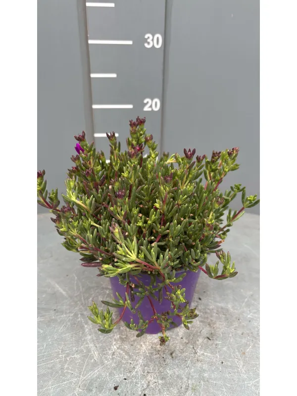 Lampranthus 14 V. 14 cm - Riviera Quality Società Agricola Cooperativa