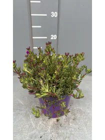 Lampranthus 14 V. 14 cm - Riviera Quality Società Agricola Cooperativa