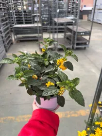 Lantana 14 V. 14 cm - Riviera Quality Società Agricola Cooperativa