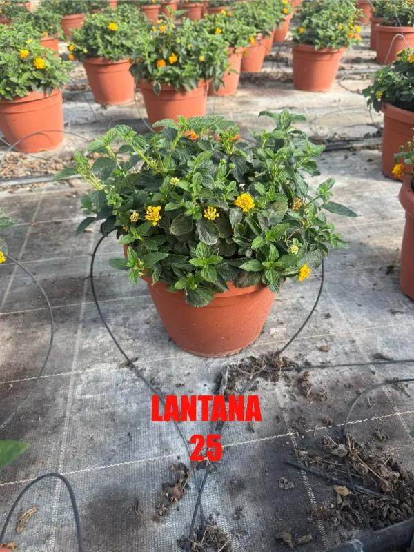 Lantana 25 V. 25 cm - Riviera Quality Società Agricola Cooperativa