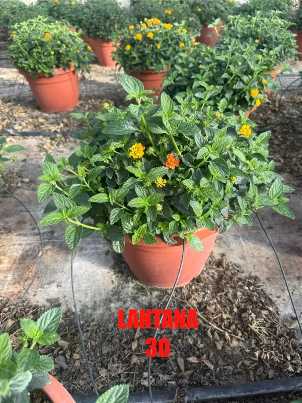 Lantana 30 V. 30 cm - Riviera Quality Società Agricola Cooperativa