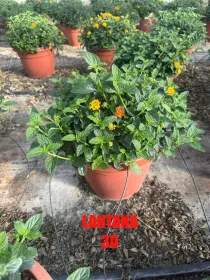 Lantana 30 V. 30 cm - Riviera Quality Società Agricola Cooperativa