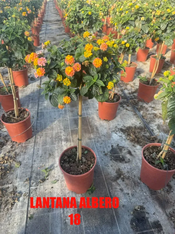 Lantana alberello 18 h 90/100 V. 18 cm - Riviera Quality Società Agricola Cooperativa